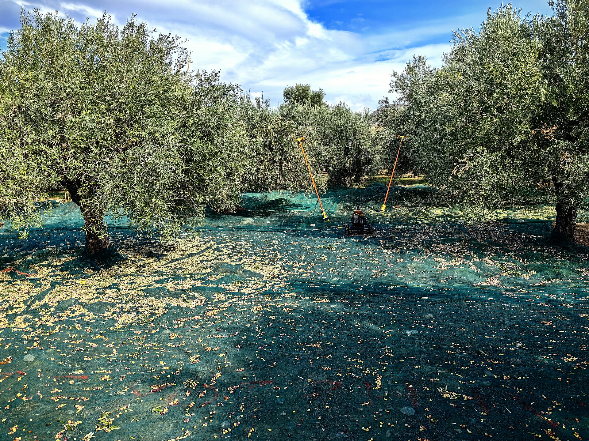 Récolte des olives — étape déterminante pour la qualité de l'huile.